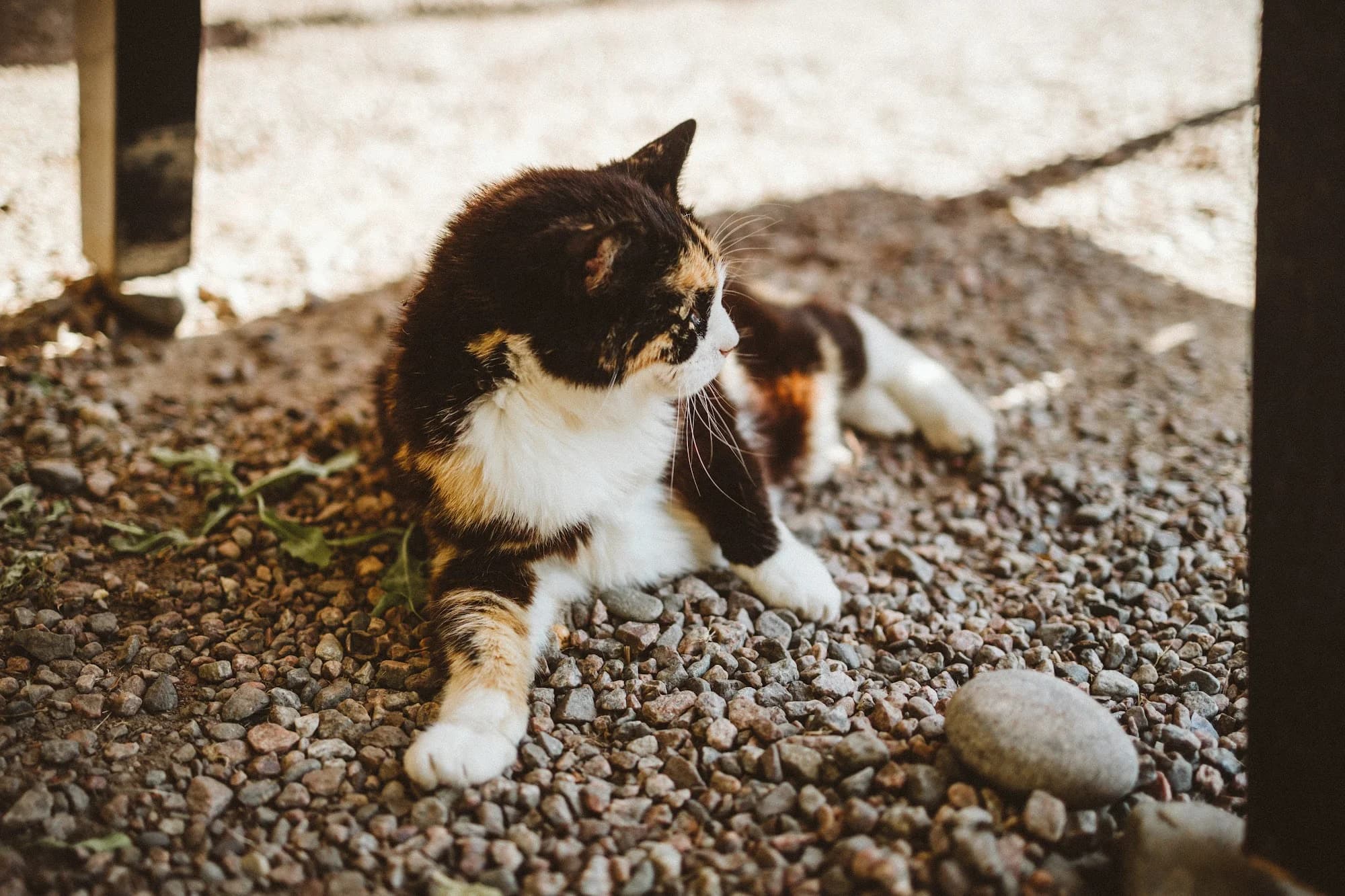 A cat resting on the gravel