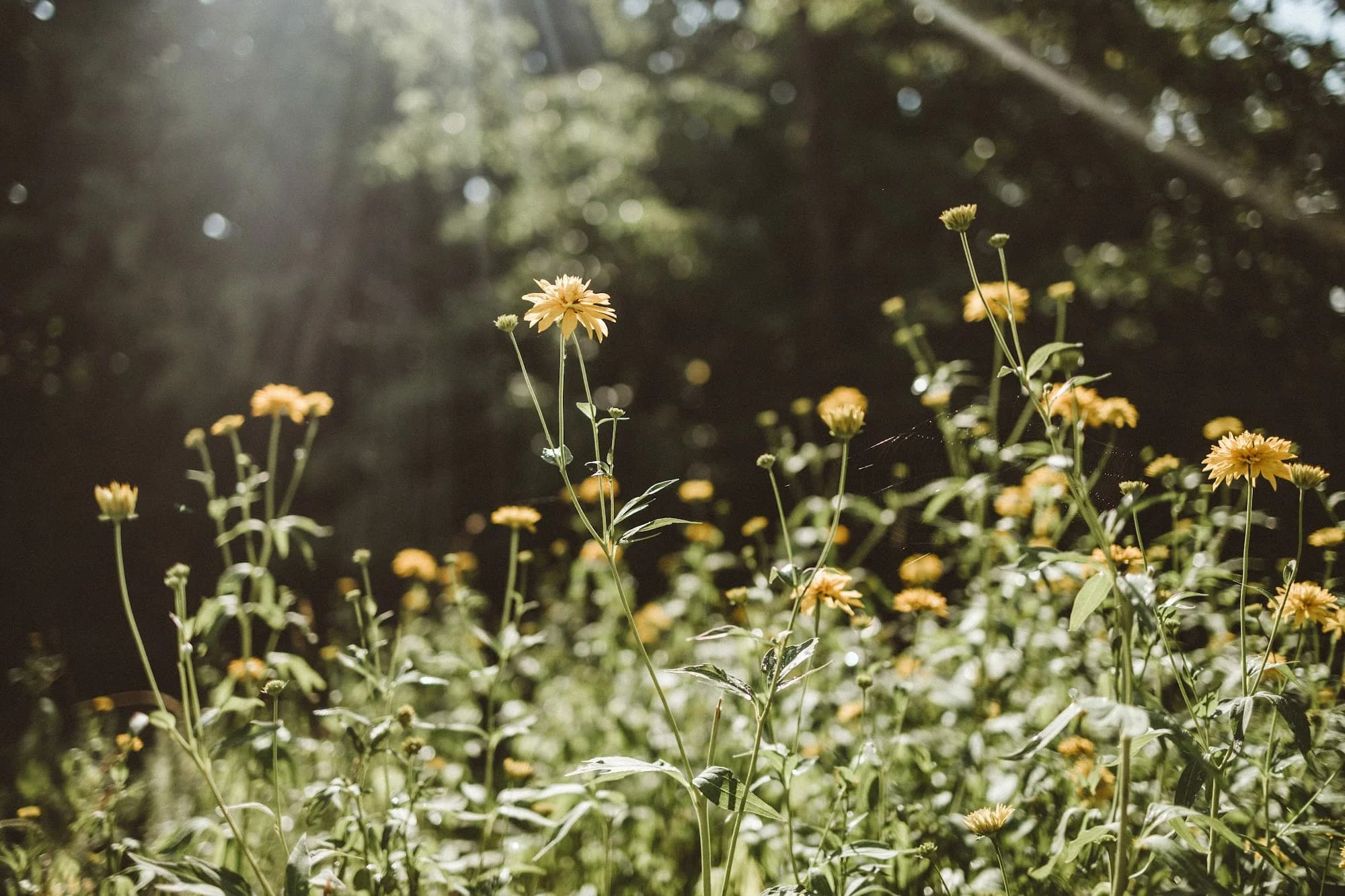 Yellow wildflowers in the summer light