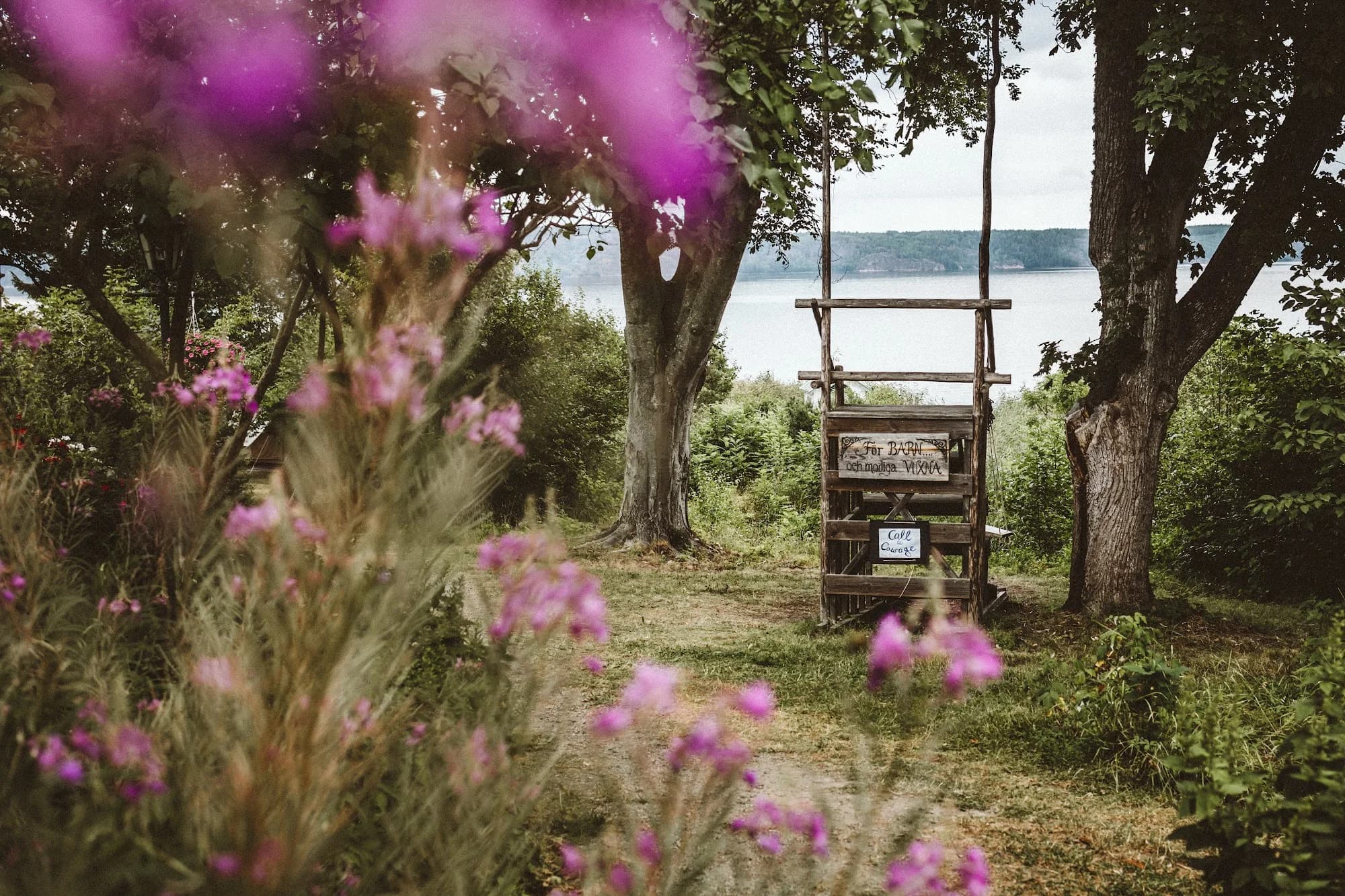 Purple flowers in front of a view over the water