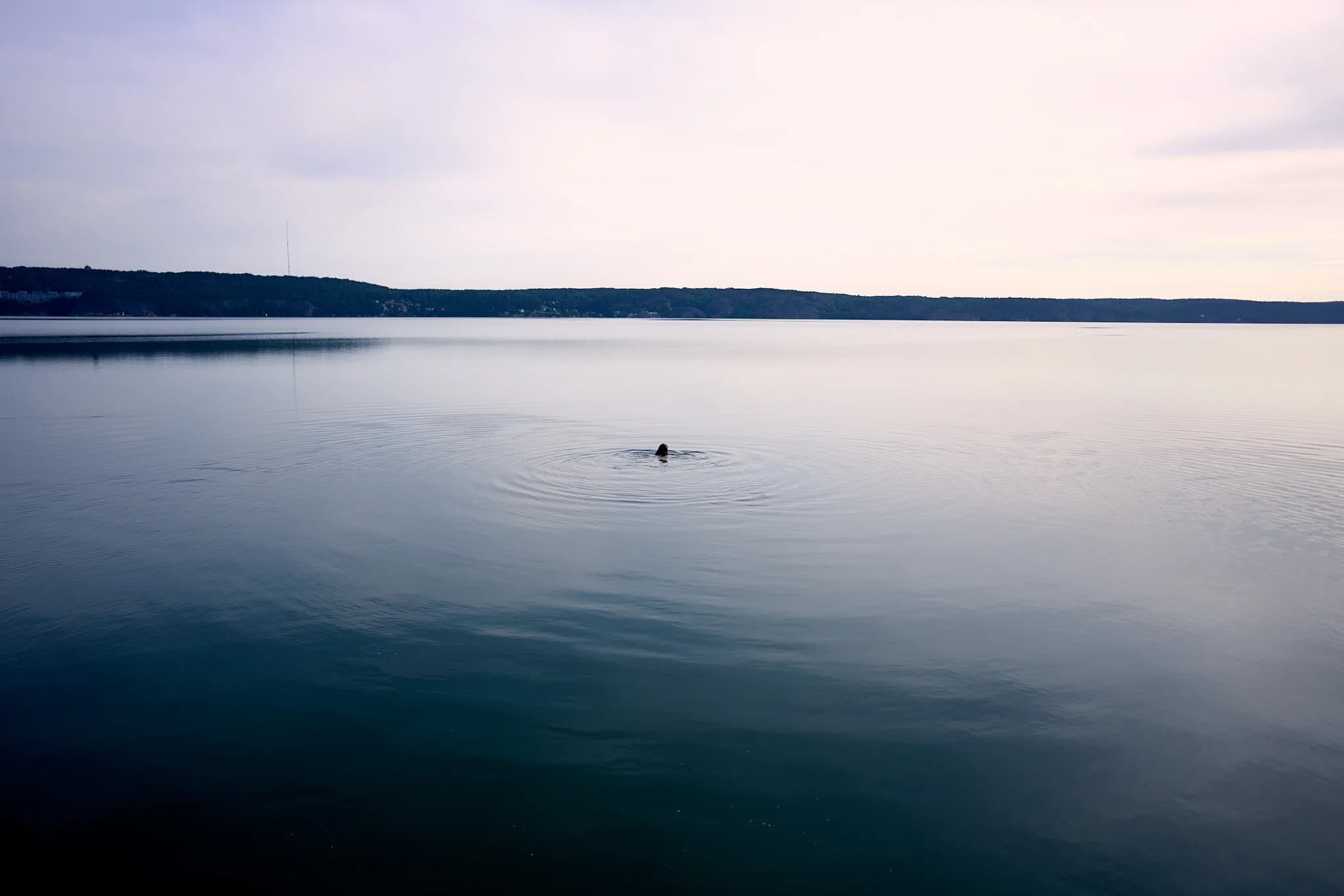 Still water stretching across Bråviken with a distant swimmer